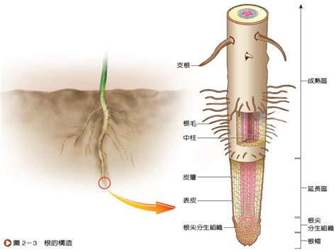 根的種類|根的型態、構造與功能